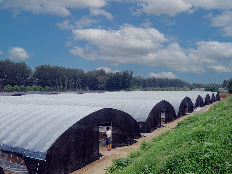 Arched shed