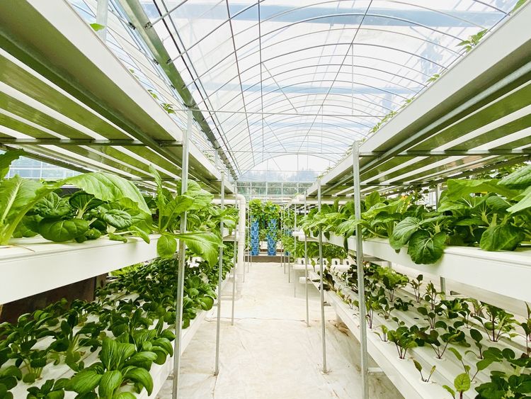 Soilless Cultivation: Letting Green Agriculture Blossom in Cities
