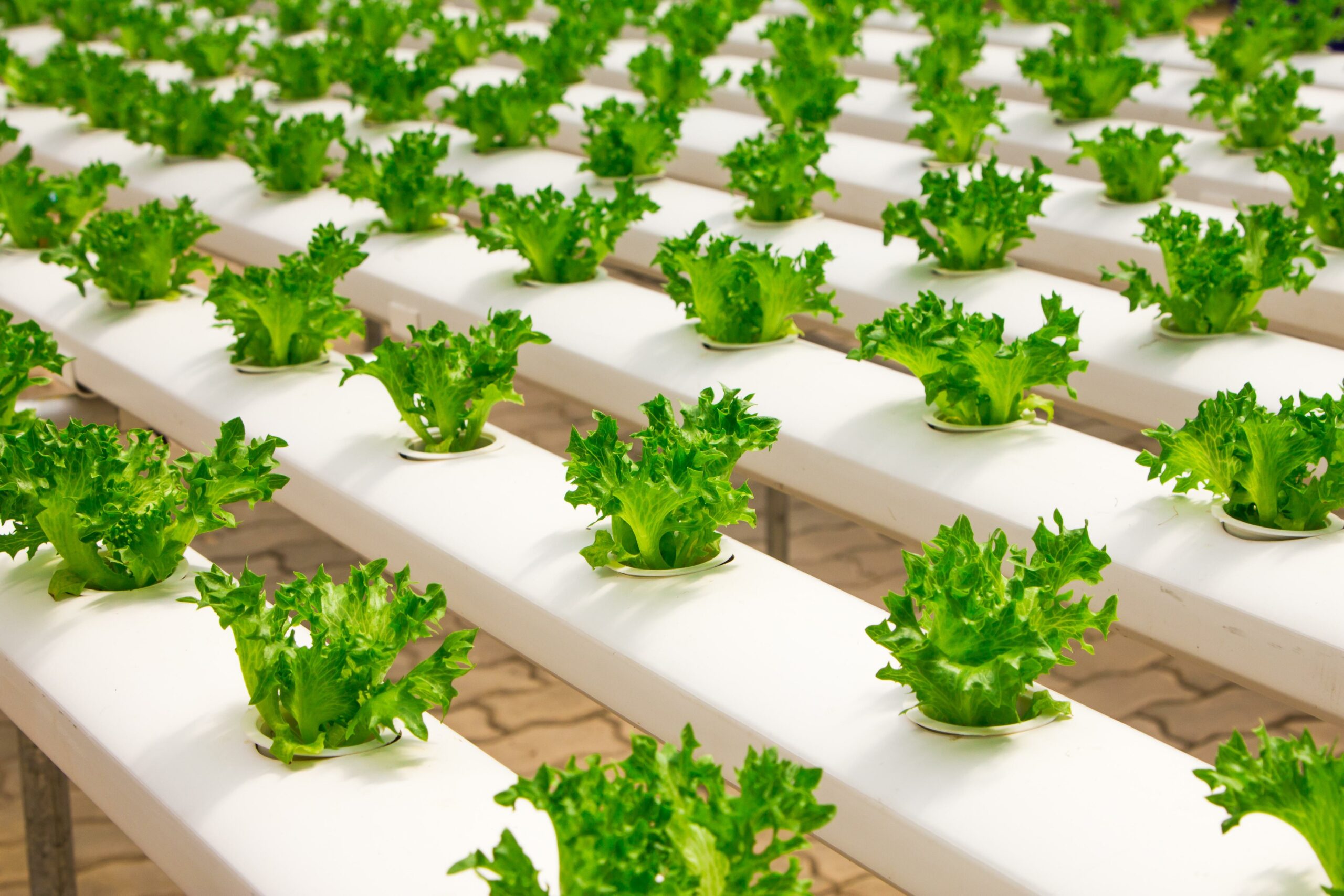“How Much Do You Know About Soilless Cultivation? Unveiling the Secrets of Soilless Cultivation!”