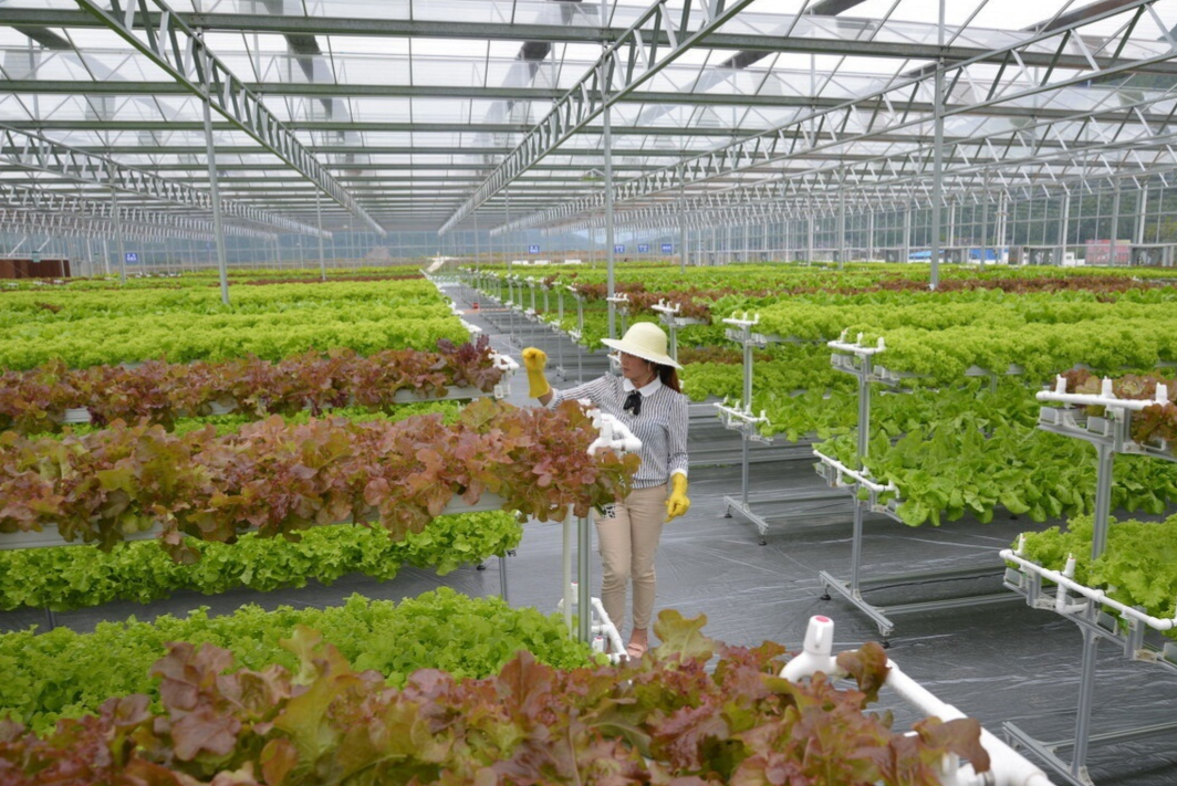 Why do greenhouses like soilless cultivation? One article understands soilless cultivation at home and abroad