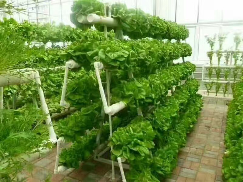 Soilless Cultivation: A High-Efficiency Technology in Modern Agriculture